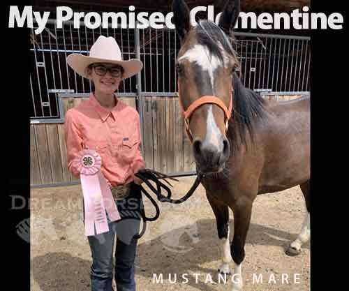 Horse ID: 2278658 My promised Clementine