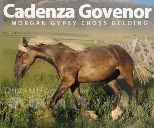 Horse ID: 2278704 Cadenza Govenor