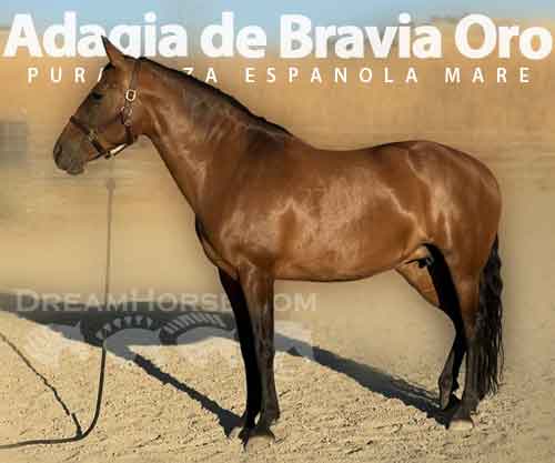 Horse ID: 2278789 Adagia de Bravia Oro