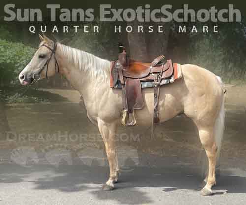 Horse ID: 2278833 Sun Tans ExoticSchotch