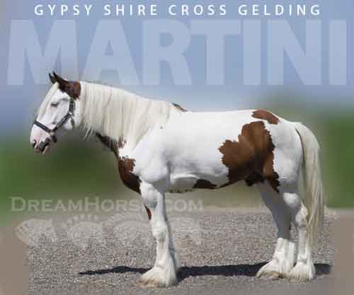 Horse ID: 2278858 Martini