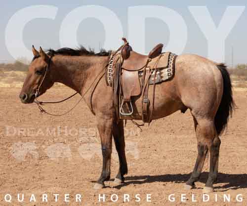 Horse ID: 2278897 CODY