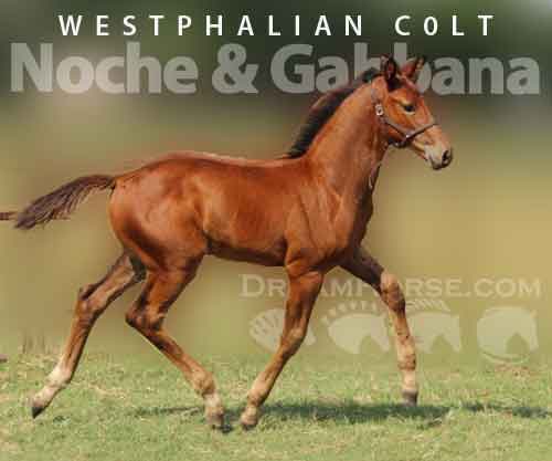 Horse ID: 2279007 Noche & Gabbana HC