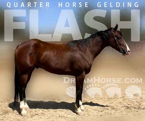 Horse ID: 2279237 FLASH