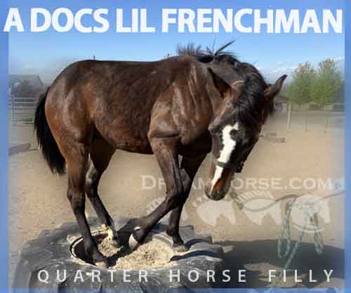 Horse ID: 2279291 A DOCS LIL FRENCHMAN