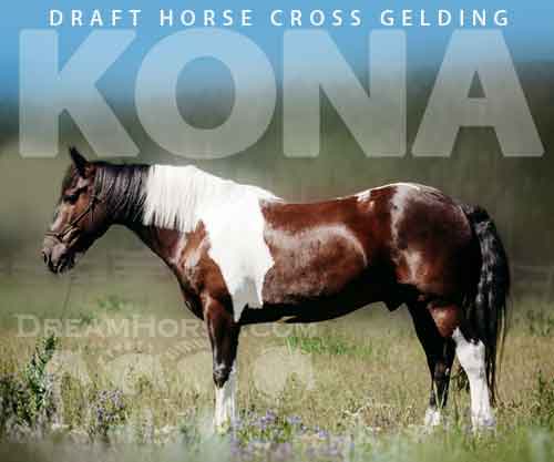 Horse ID: 2279294 Kona