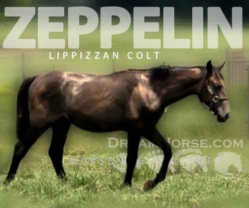 Horse ID: 2279335 Zeppelin