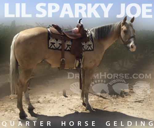 Horse ID: 2279343 LiL Sparky Joe