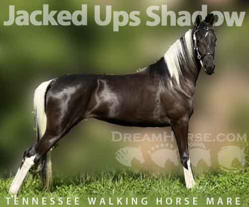 Horse ID: 2279372 Jacked Ups Shadow