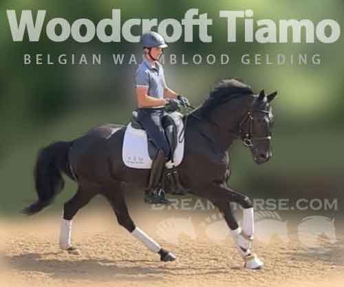 Horse ID: 2279408 Woodcroft Tiamo