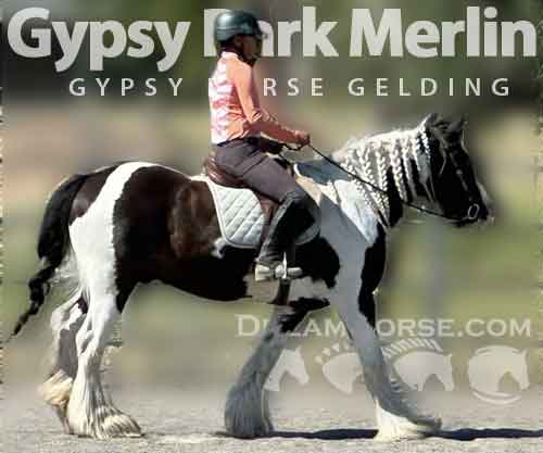 Horse ID: 2279437 Gypsy Park Merlin