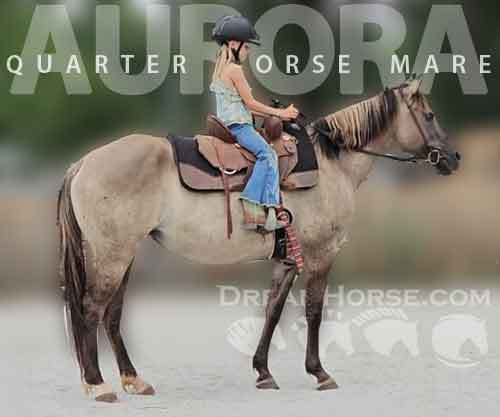 Horse ID: 2279461 Aurora.  Fun and Safe Grullo.  Videos and vetted.