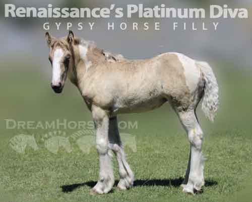 Horse ID: 2279641 Renaissance’s Platinum Diva