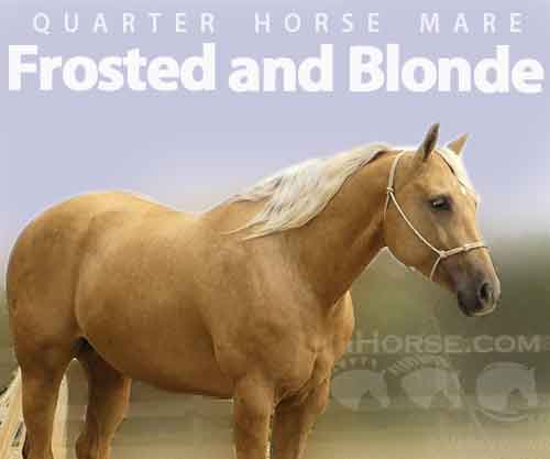 Horse ID: 2279642 Frosted and Blonde