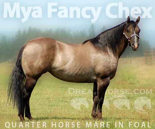 Horse ID: 2279693 Mya Fancy Chex