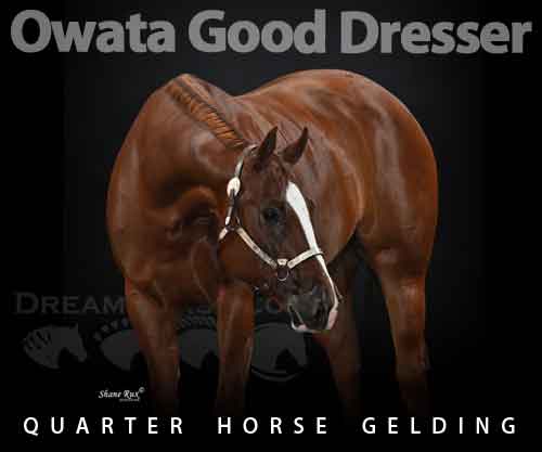 Horse ID: 2279908 Owata Good Dresser