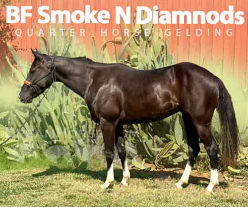 Horse ID: 2280027 BF Smoke N Diamnods