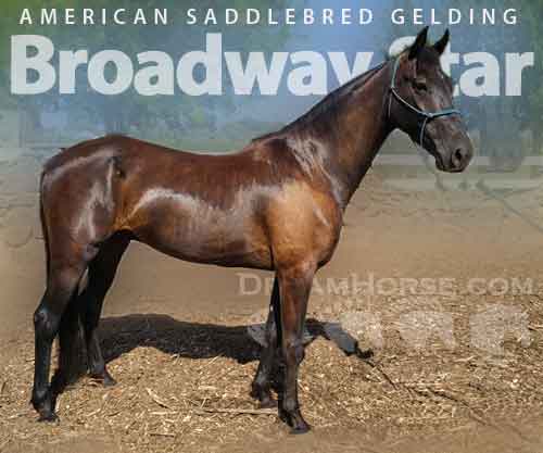 Horse ID: 2280081 Broadway Star