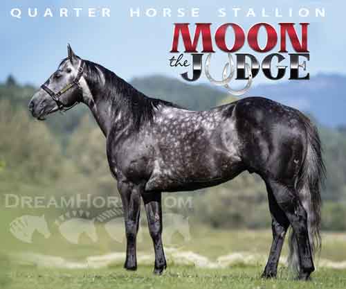 Horse ID: 2280112 MOON THE JUDGE