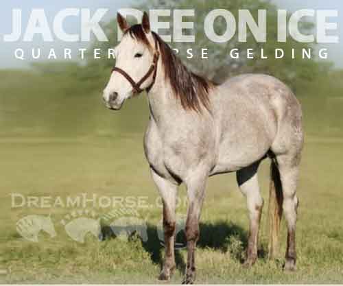 Horse ID: 2280116 AQHA Jack Dee on Ice