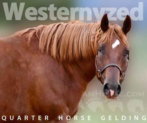 Horse ID: 2280133 Westernyzed