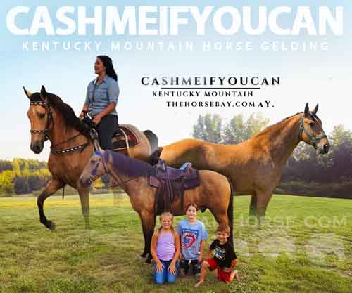 Horse ID: 2280138 CASHMEIFYOUCAN