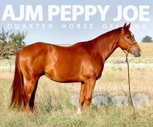 Horse ID: 2280250 AJM PEPPY JOE