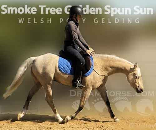 Horse ID: 2280269 Smoke Tree (J) Golden Spun Sun