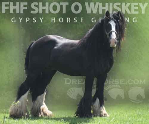 Horse ID: 2280291 FHF Shot o Whiskey