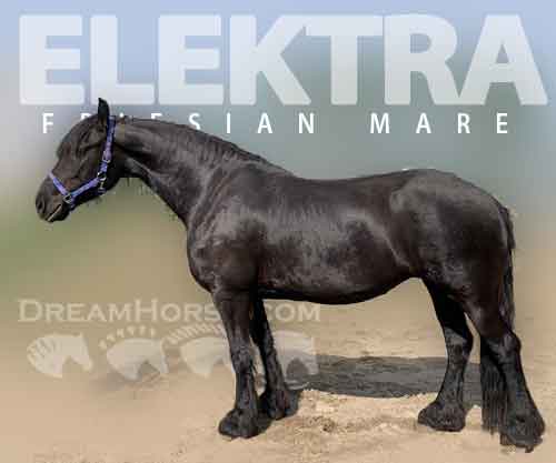 Horse ID: 2280390 Elektra