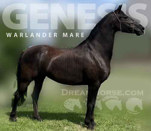 Horse ID: 2280397 Genesis