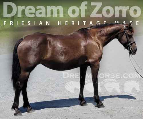 Horse ID: 2280403 Dream of Zorro