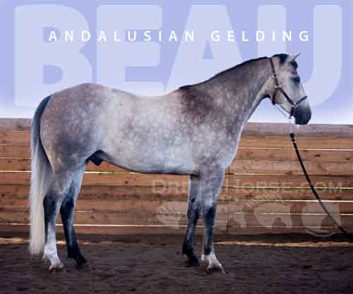 Horse ID: 2280444 Beau