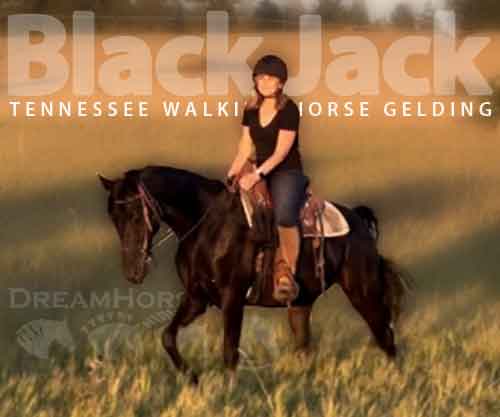 Horse ID: 2280584 Black Jack