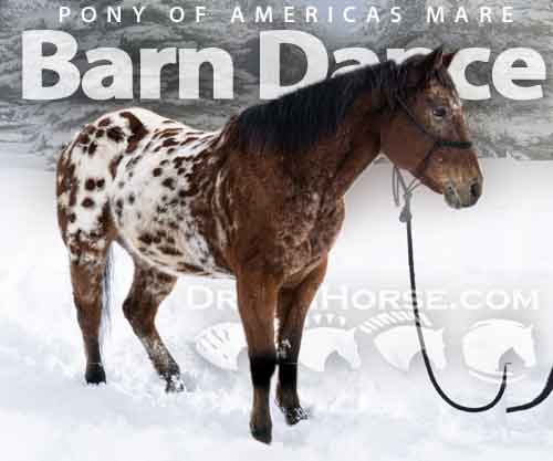 Horse ID: 2280597 Barn Dance