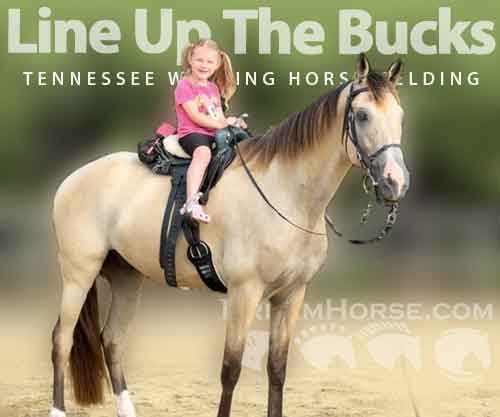 Line Up The Bucks, Buckskin Tennessee Walking Horse Gelding, GENTLE ...