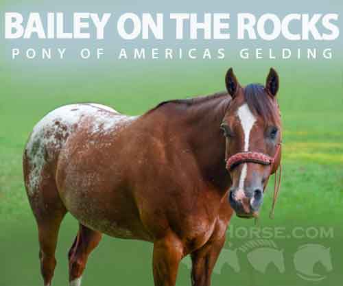 Horse ID: 2280655 BAILEY ON THE ROCKS