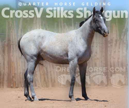 Horse ID: 2280764 CrossV Silks Shotgun