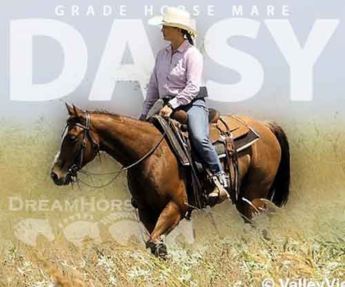 Horse ID: 2280787 Daisy