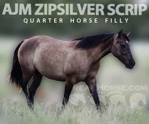 Horse ID: 2281031 AJM ZIPSILVER SCRIP