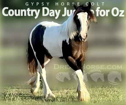 Horse ID: 2281109 Country Day Justice for Oz