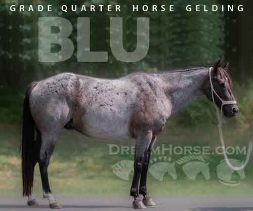 Horse ID: 2281129 Blu