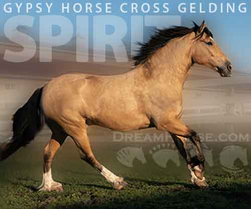 Horse ID: 2281212 Spirit