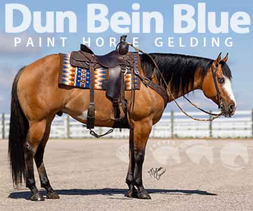 Horse ID: 2281218 Dun Bein Blue - *Muffin* - 5yo Dun APHA Gelding