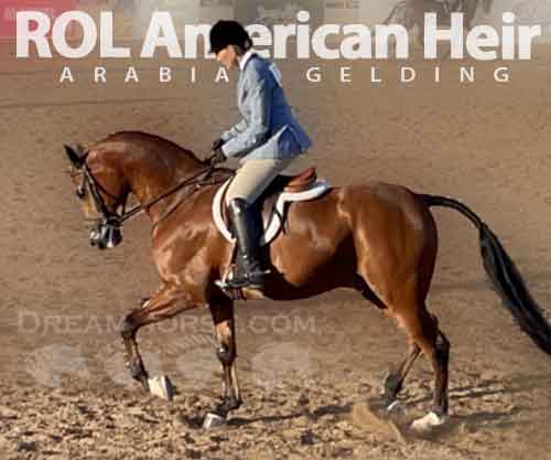 Horse ID: 2281430 ROL American Heir