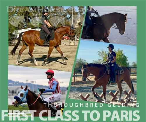 Horse ID: 2281434 First Class To Paris