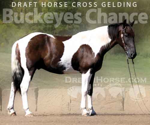 Horse ID: 2281441 Buckeyes Chance