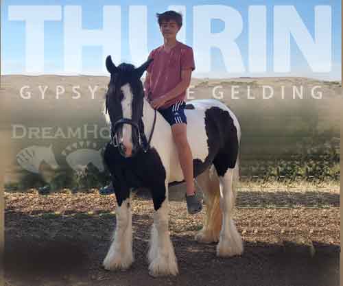 Horse ID: 2281448 Thurin