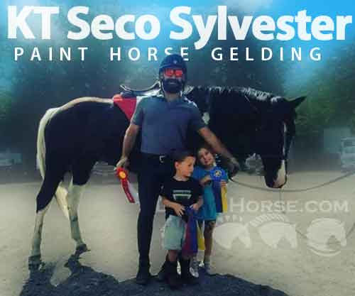 Horse ID: 2281450 KT Seco Sylvester