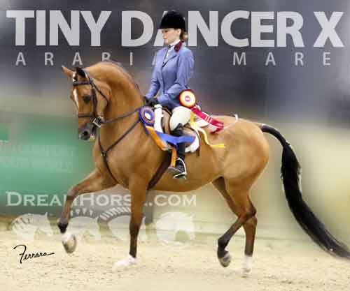 Horse ID: 2281618 Tiny Dancer X